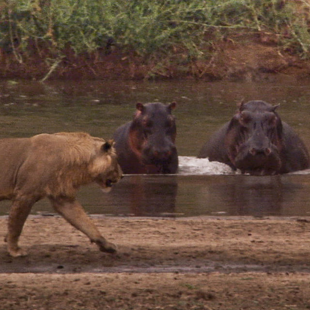 Turf War: Lions And Hippos