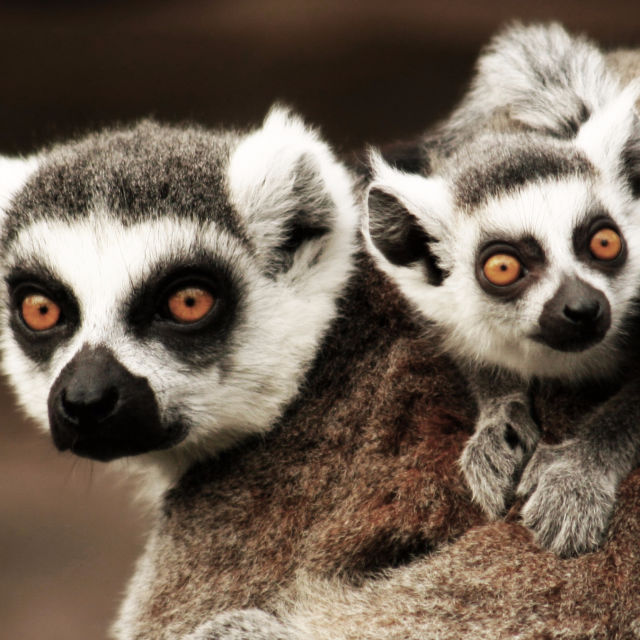 Madagascar: Legends Of Lemur Island