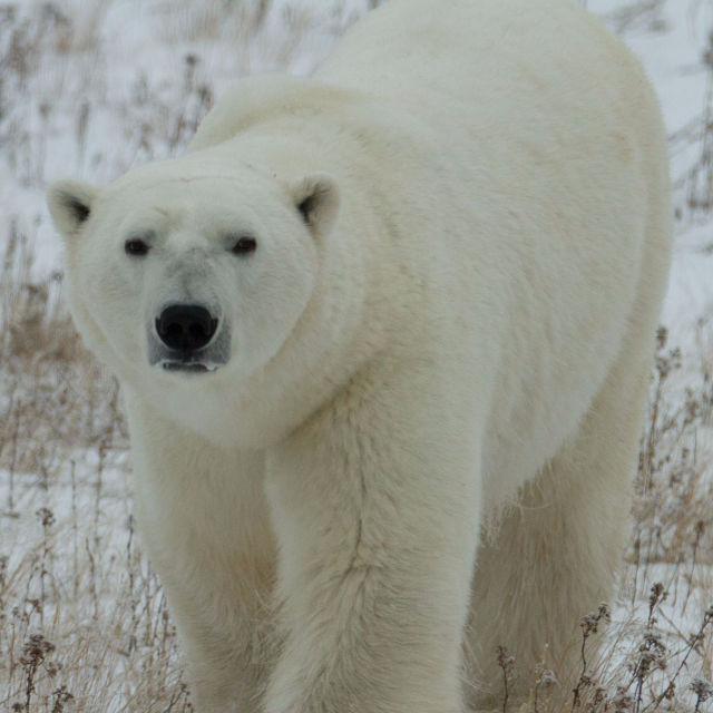 Polar Bear Invasion
