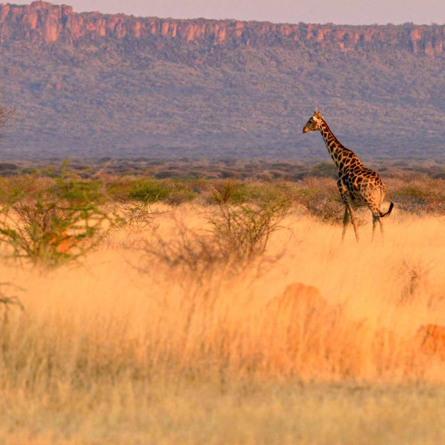 Namibia, Sanctuary Of Giants