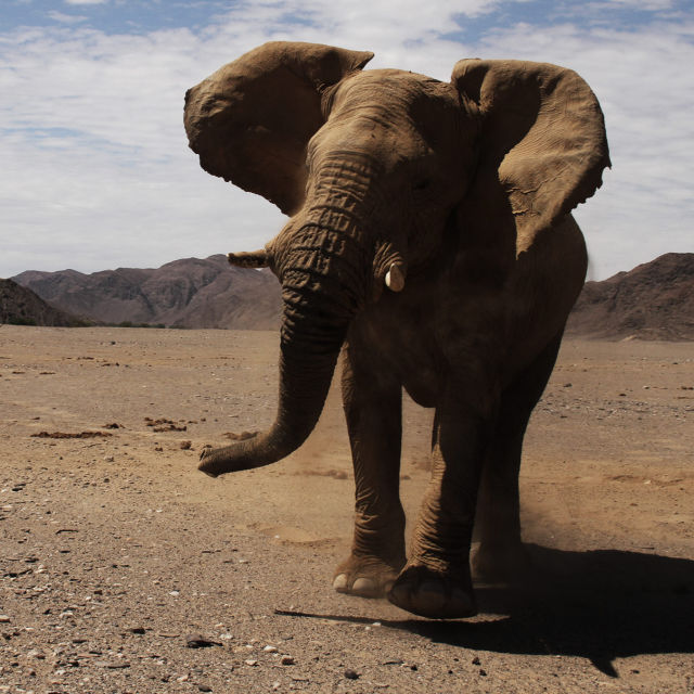 Hoanib - The Secrets of The Desert Elephants