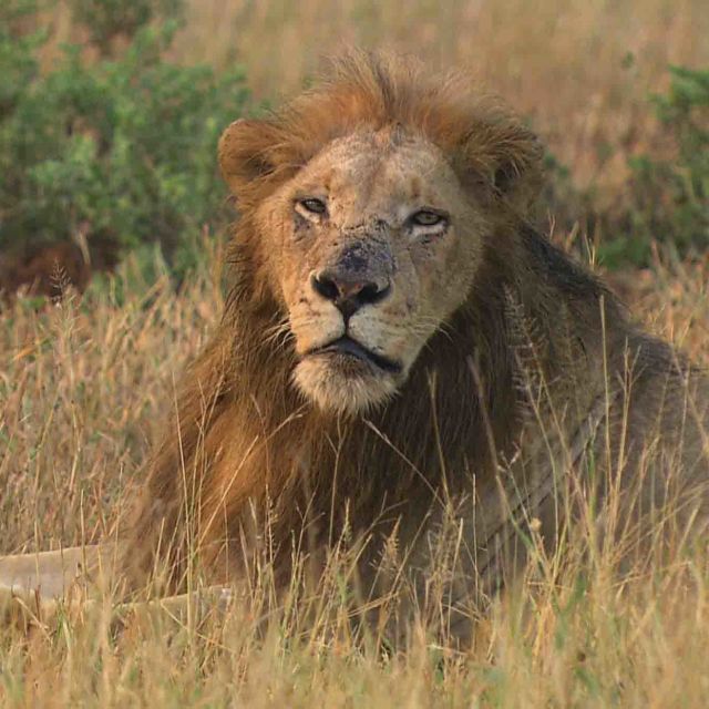 Cecil: The Legacy of A King
