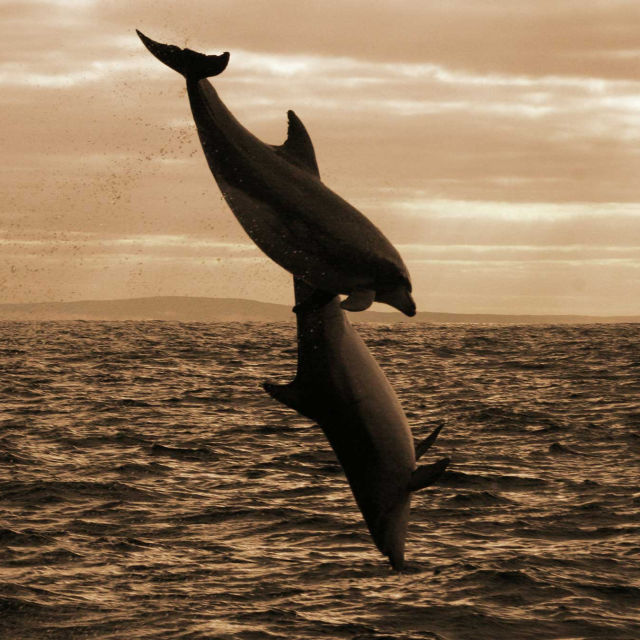 Dolphin Dynasty
