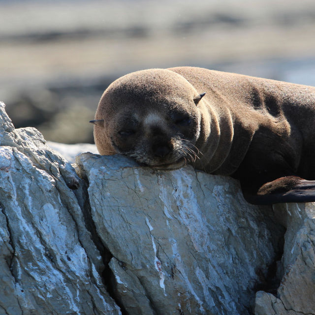 Fur Seals: Battle For Survival