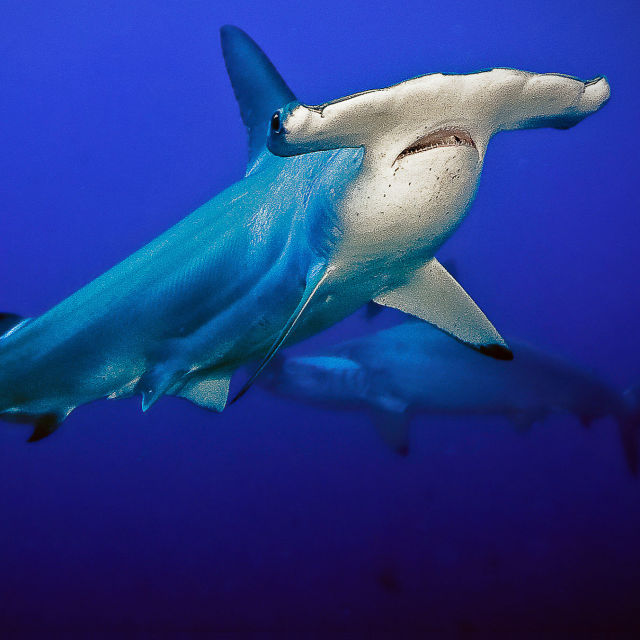 World's Weirdest: Sharks