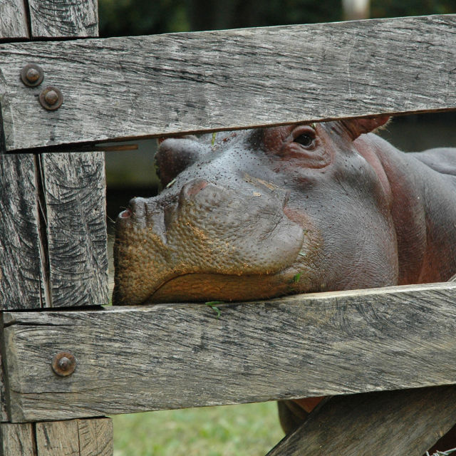 Invaders: Colombia's Hippos