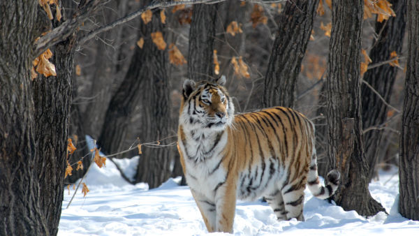 Russia's Wild Tiger