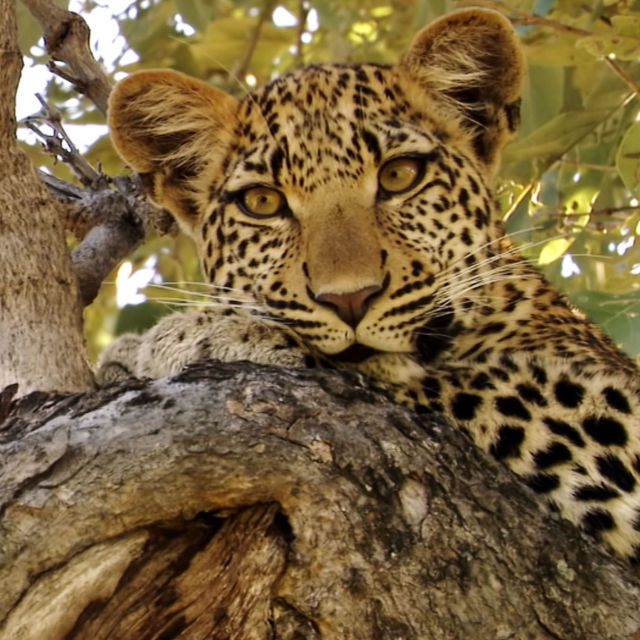 Eye Of The Leopard (Revealed)